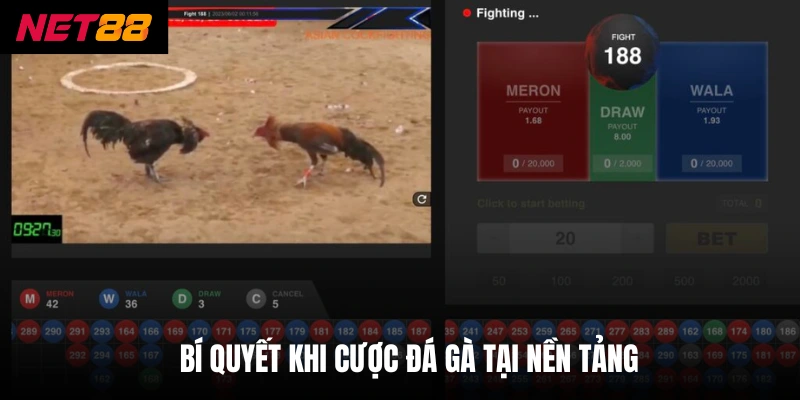 Bí quyết khi cược đá gà tại nền tảng 