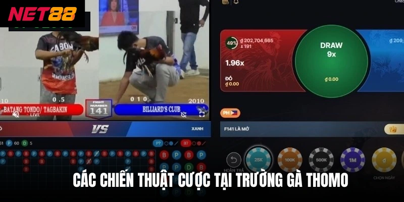 Các chiến thuật cược tại trường gà thomo