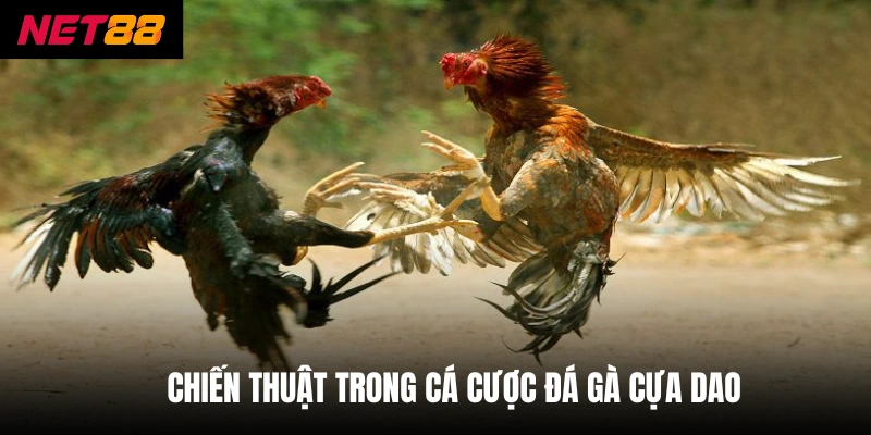 Chiến thuật trong cá cược đá gà cựa dao