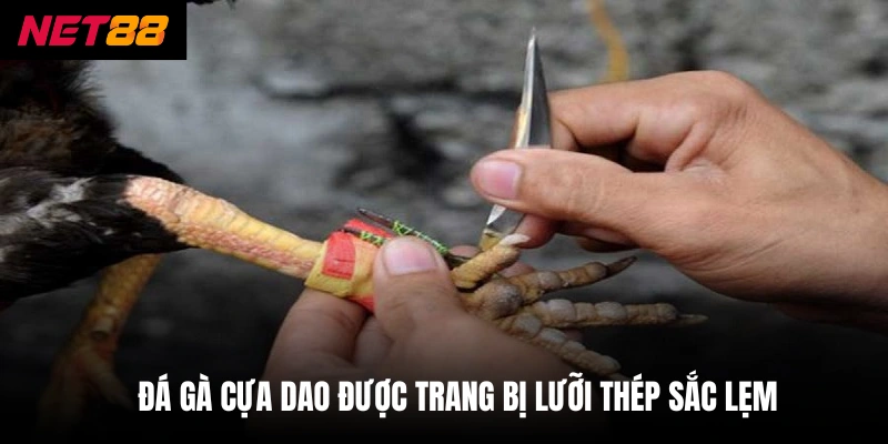 Đá gà cựa dao được trang bị lưỡi thép sắc lẹm