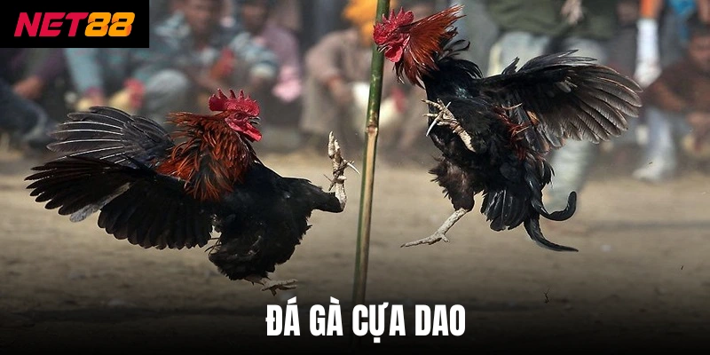 Đá Gà Cựa Dao - Net88 Cập Nhật Luật Chơi Mới Nhất 2026