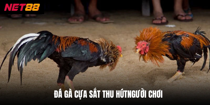 Đá gà cựa sắt thu hút người chơi