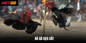 Đá Gà Cựa Sắt - Hình Thức Giải Trí Kịch Tính, Đầy Thử Thách