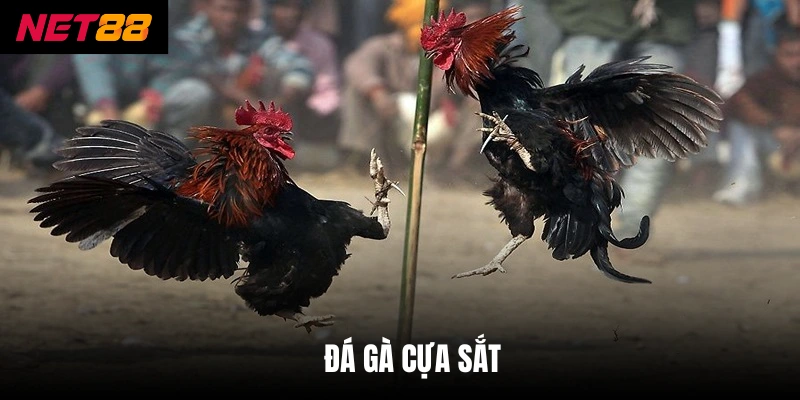 Đá Gà Cựa Sắt - Hình Thức Giải Trí Kịch Tính, Đầy Thử Thách