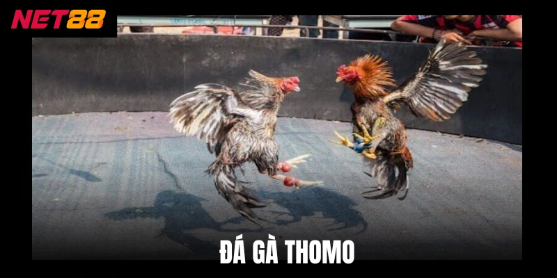 Đá Gà Thomo - Nơi Hội Tụ Chiến Kê Dũng Mãnh Nhất Châu Á
