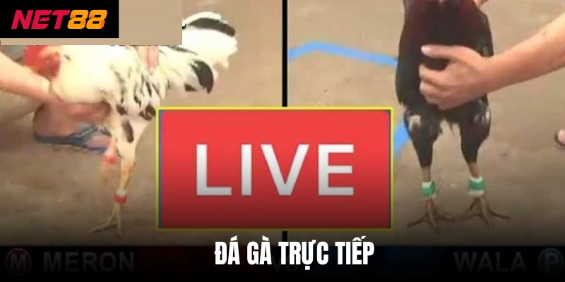 Đá Gà Trực Tiếp - Đỉnh Cao Chiến Thuật Từ Các Chiến Kê