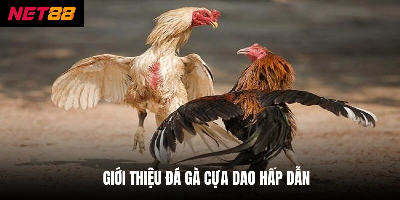 Giới thiệu đá gà cựa dao hấp dẫn 