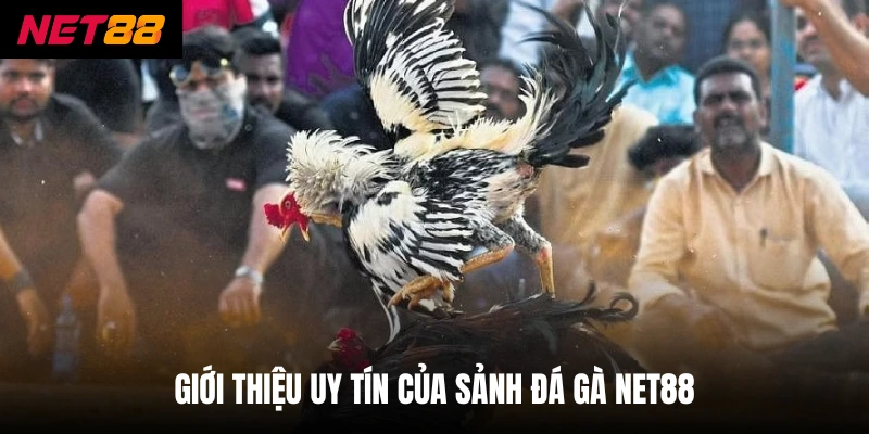 Giới thiệu uy tín của sảnh đá gà net88