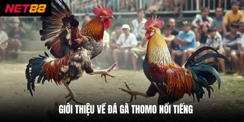 Giới thiệu về đá gà Thomo nổi tiếng