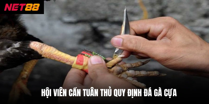 Hội viên cần tuân thủ quy định đá gà cựa