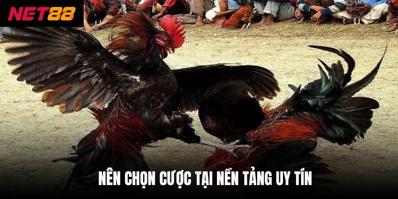 Nên chọn cược tại nền tảng uy tín