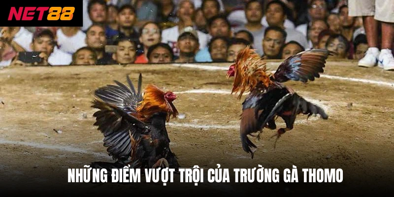 Những điểm vượt trội của trường gà Thomo