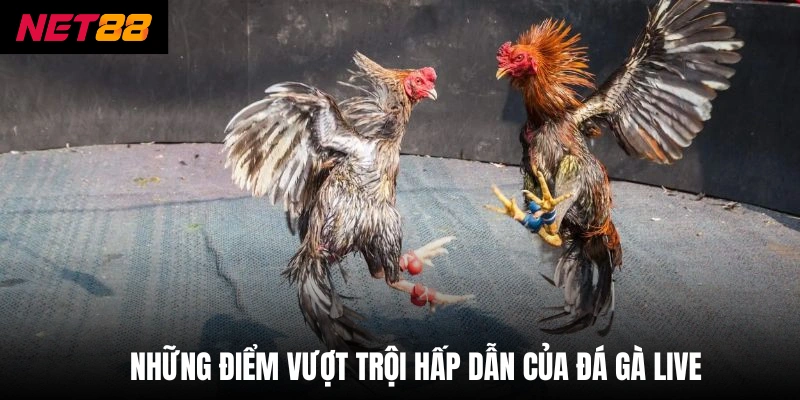 Những điểm vượt trội hấp dẫn của đá gà live