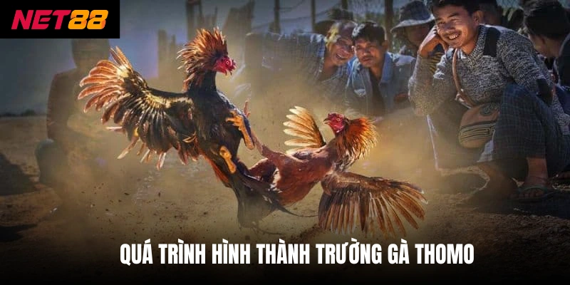 Quá trình hình thành trường gà thomo