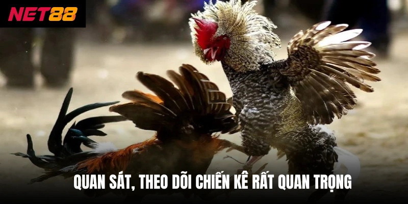 Quan sát, theo dõi chiến kê rất quan trọng