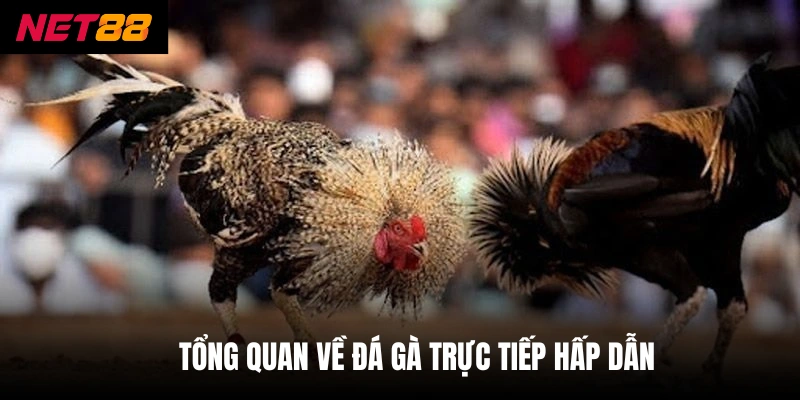 Tổng quan về đá gà trực tiếp hấp dẫn