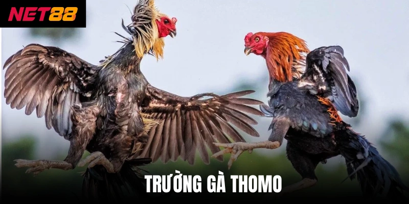 Trường Gà Thomo - Khám Phá Đấu Trường Và Cách Cược Thưởng